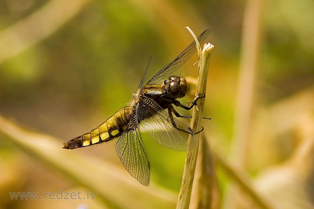 Broad-bodied chaser (female)