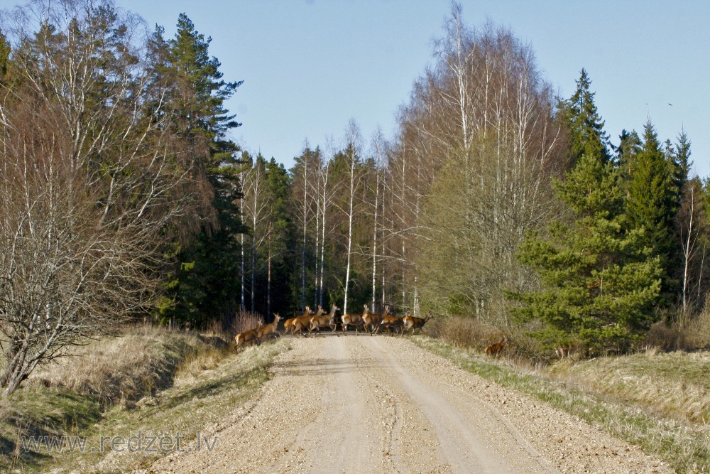 Red deer females run across road