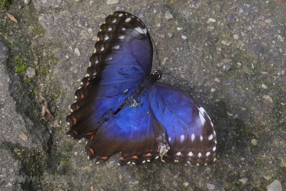 Zilais morfīds LU Botāniskā dārza Tropu tauriņu mājā