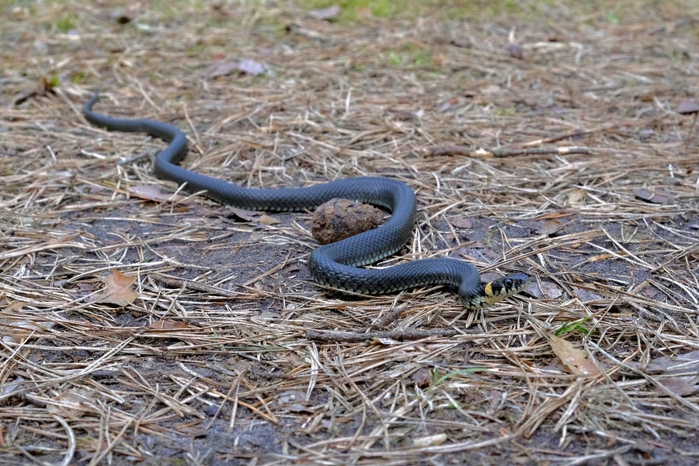 Grass snake