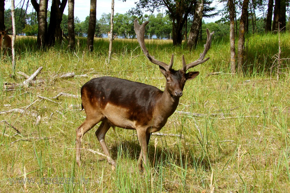 Fallow Deer Male