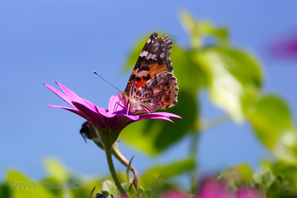 Painted lady