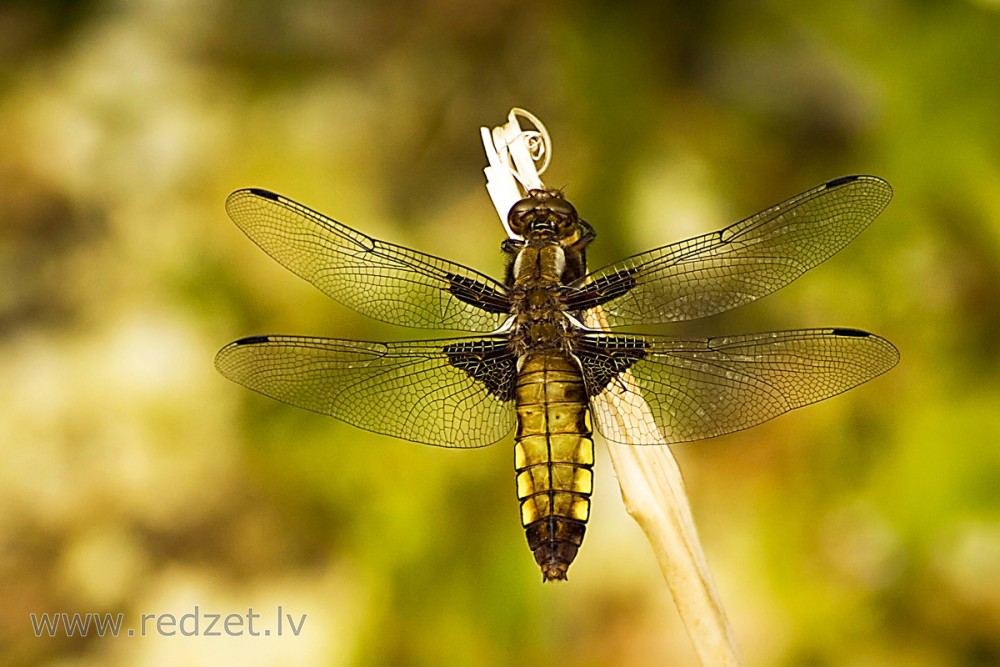 Broad-bodied chaser (female)