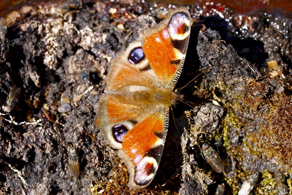 European peacock