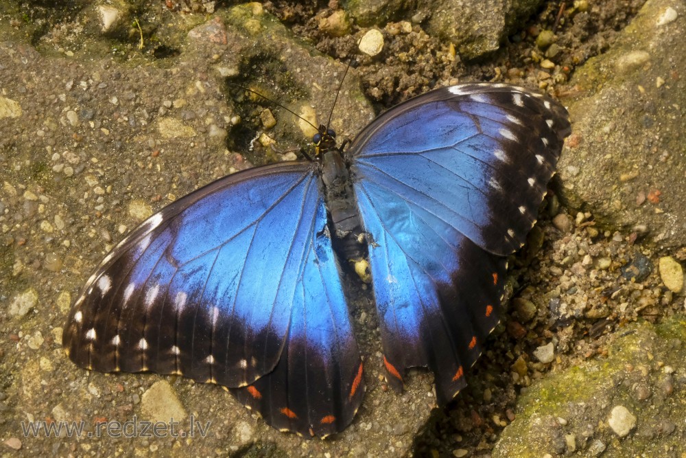 Peleides Blue Morpho or Emperor in UL Botanical Garden's Tropical Butterfly House