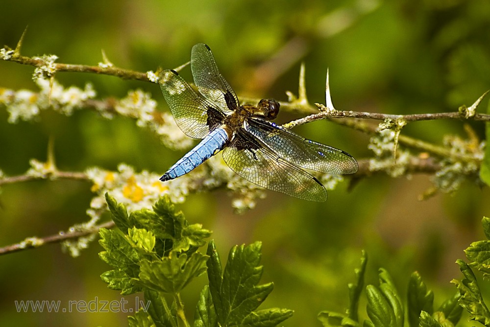 Broad-bodied chaser (male)