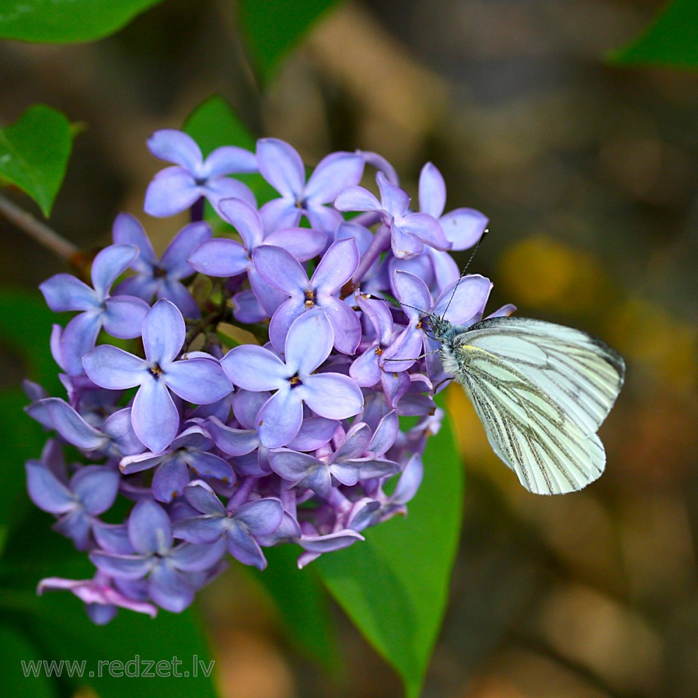 Green-veined white on Common Lilac
