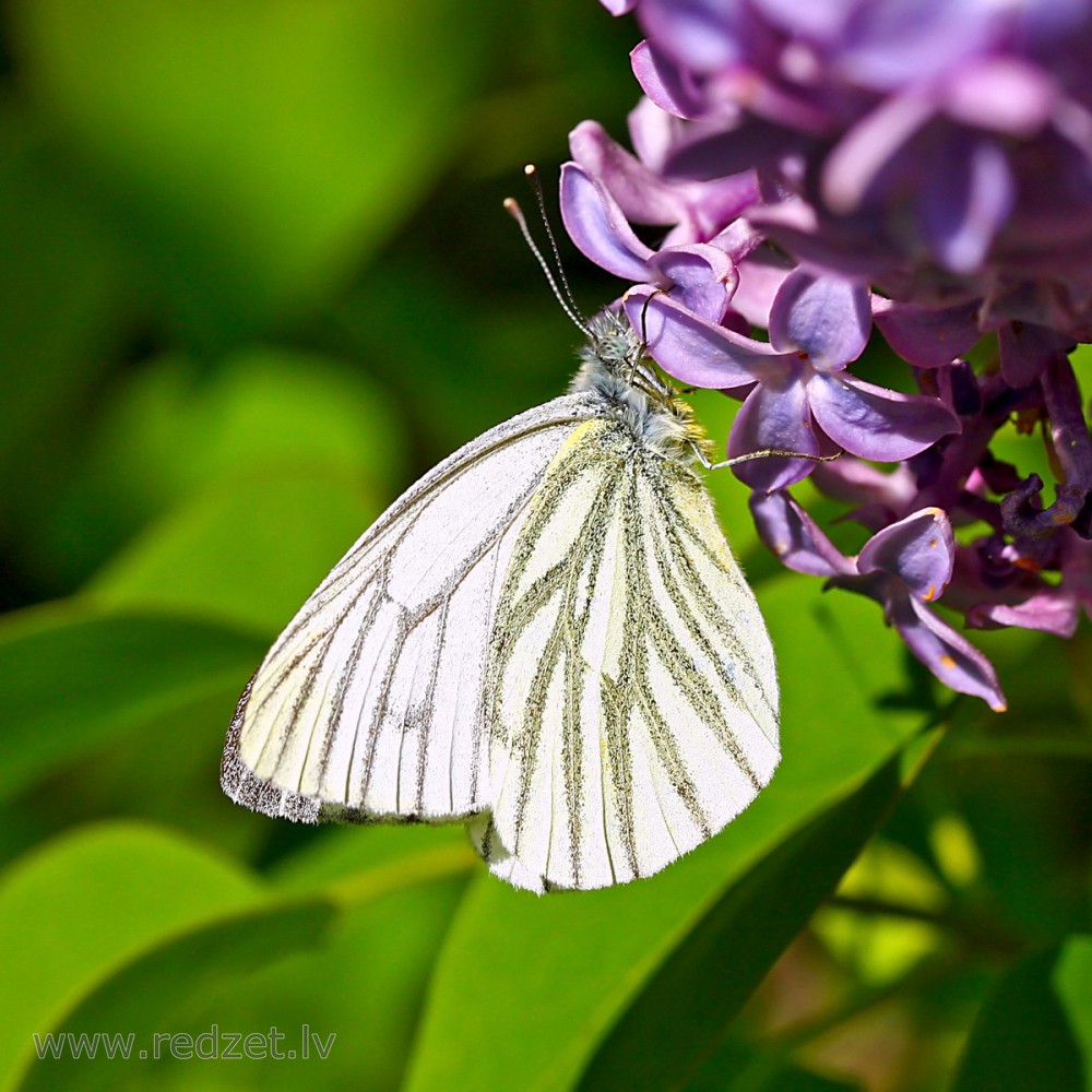 Green-veined white on Common Lilac