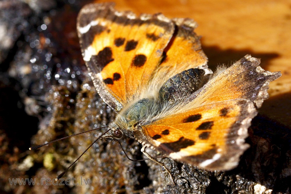 Aglais urticae