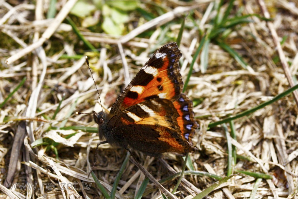 Small tortoiseshell in Spring