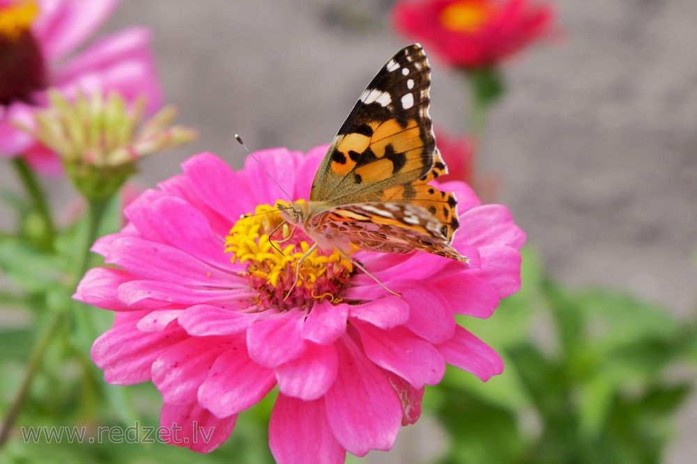 Painted lady drinks in "Zinnia" restaurant