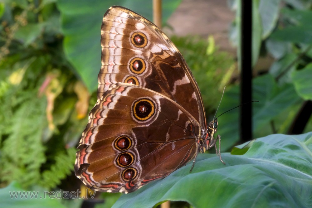 Peleides Blue Morpho or Emperor in UL Botanical Garden's Tropical Butterfly House