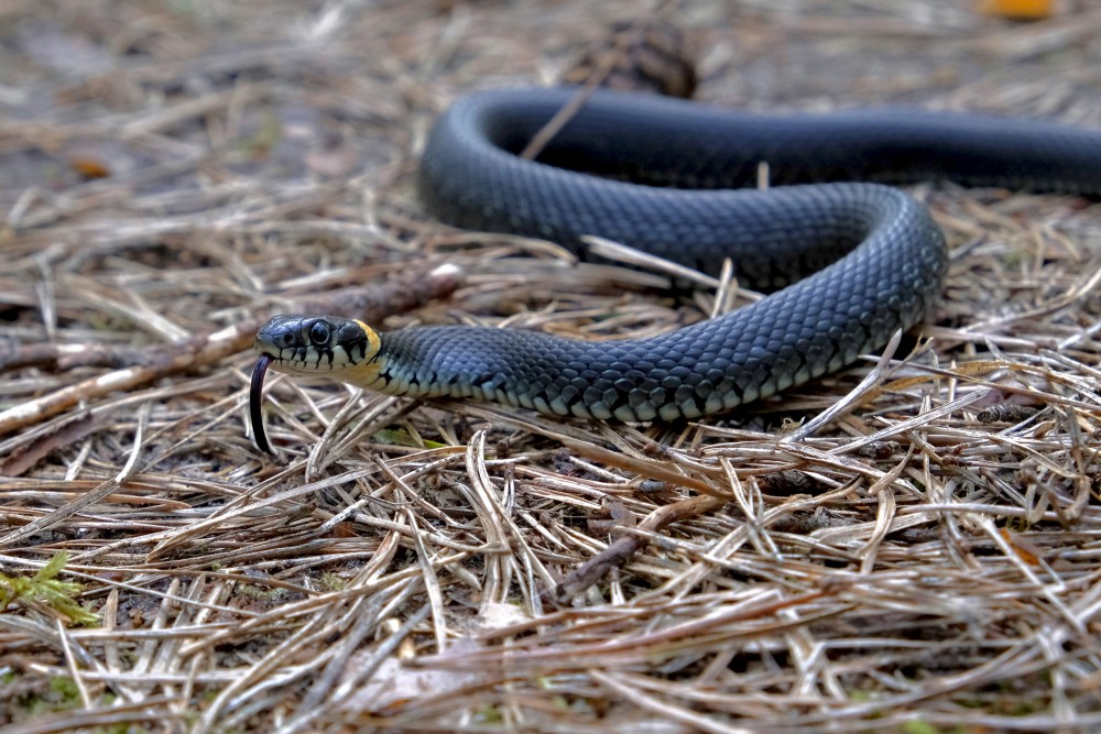 Grass Snake close up