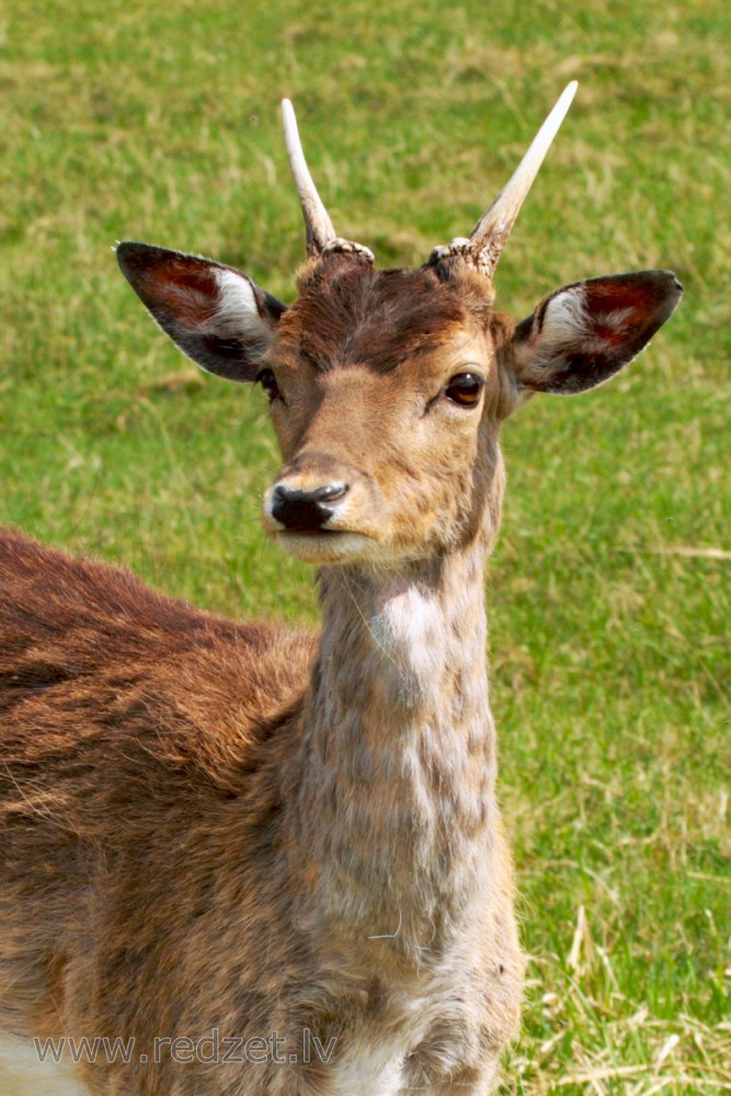 Fallow Deer