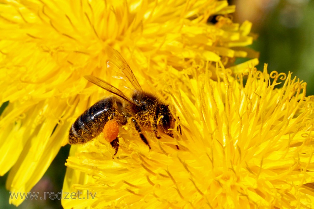 Eiropas tumšā medus bite