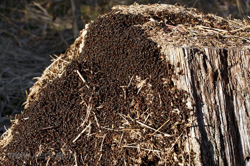 Anthill
