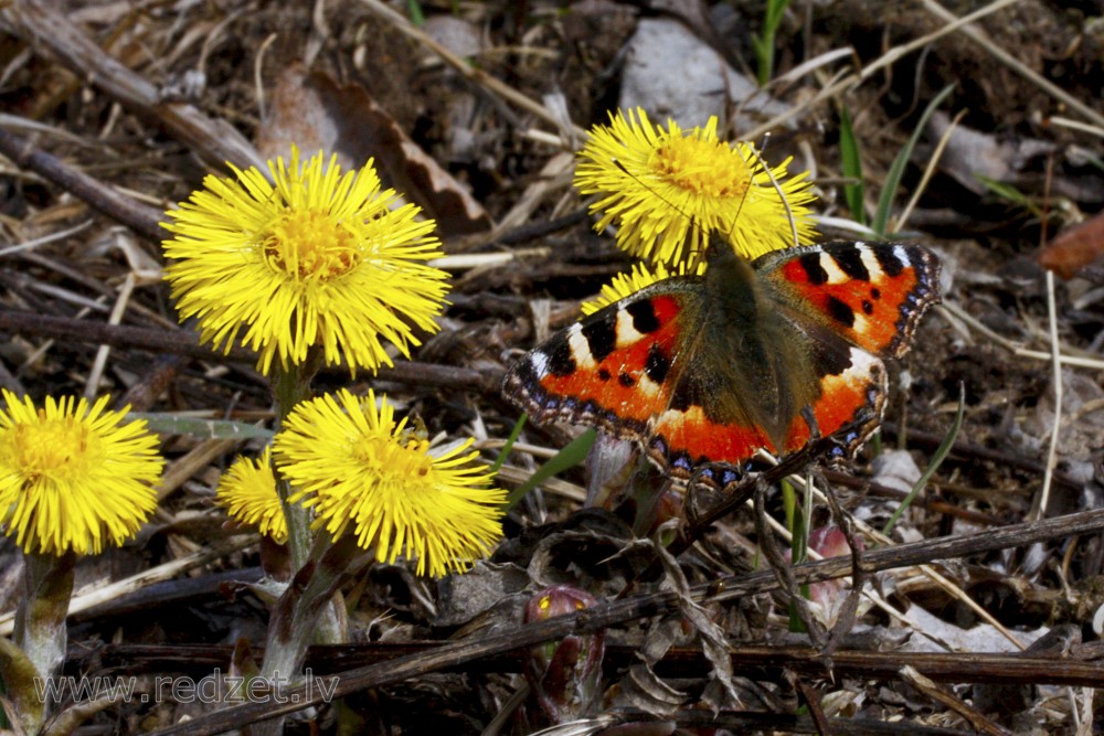 Small tortoiseshell on Coltsfoot Flower