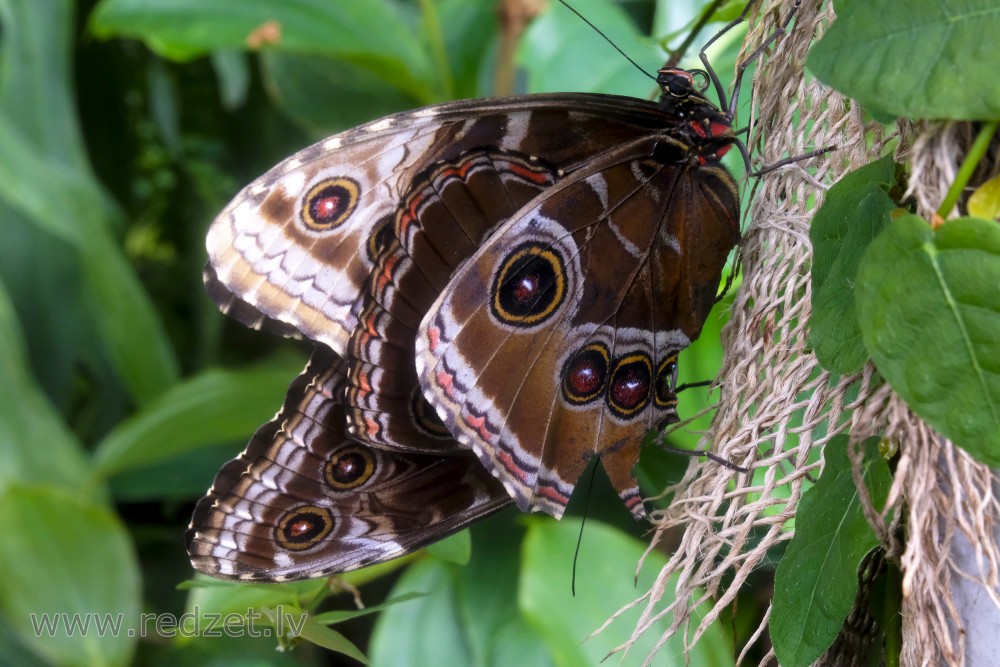 Peleides Blue Morpho or Emperor in UL Botanical Garden's Tropical Butterfly House