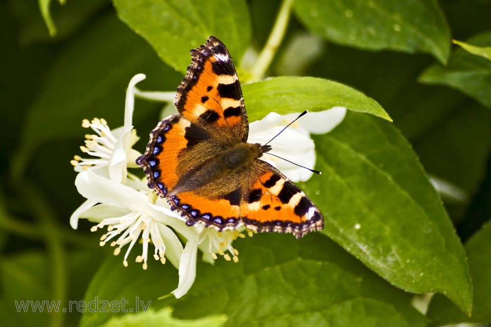 Small tortoiseshell