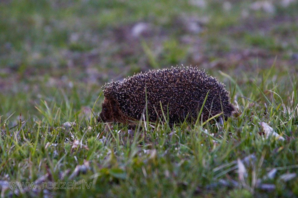 Hedgehog in meadow