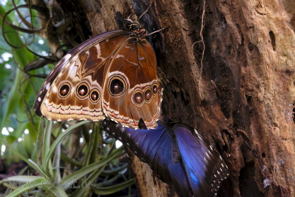 Peleides Blue Morpho or Emperor in UL Botanical Garden's Tropical Butterfly House