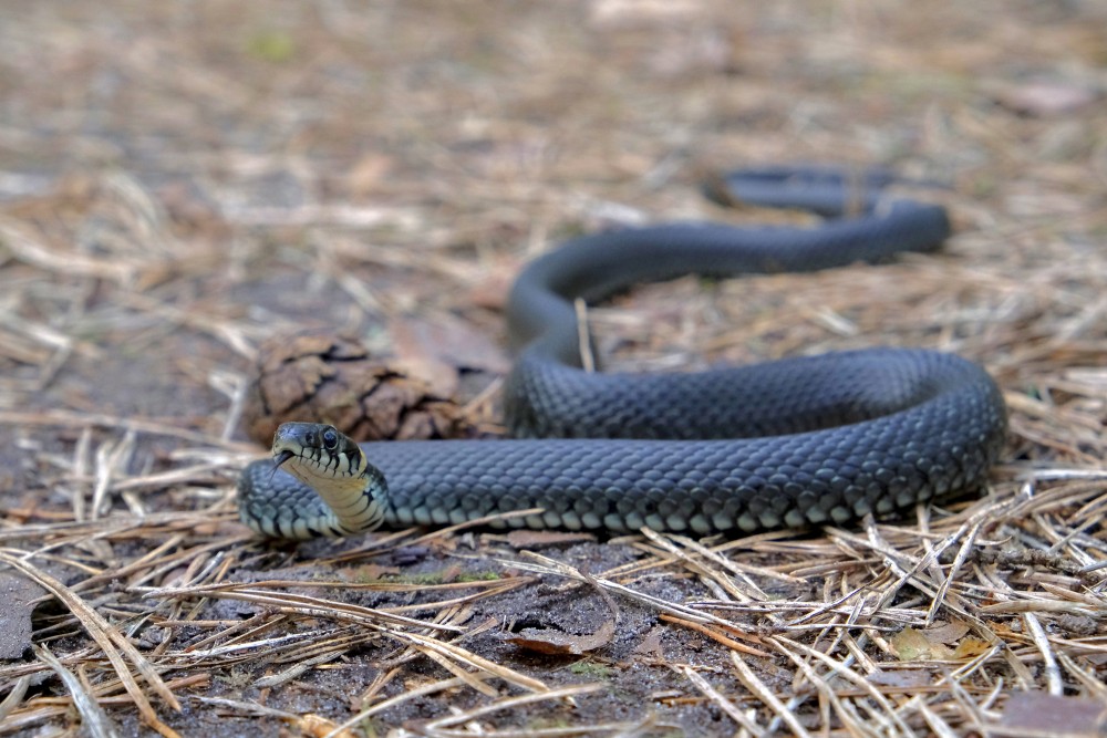 Ringed snake