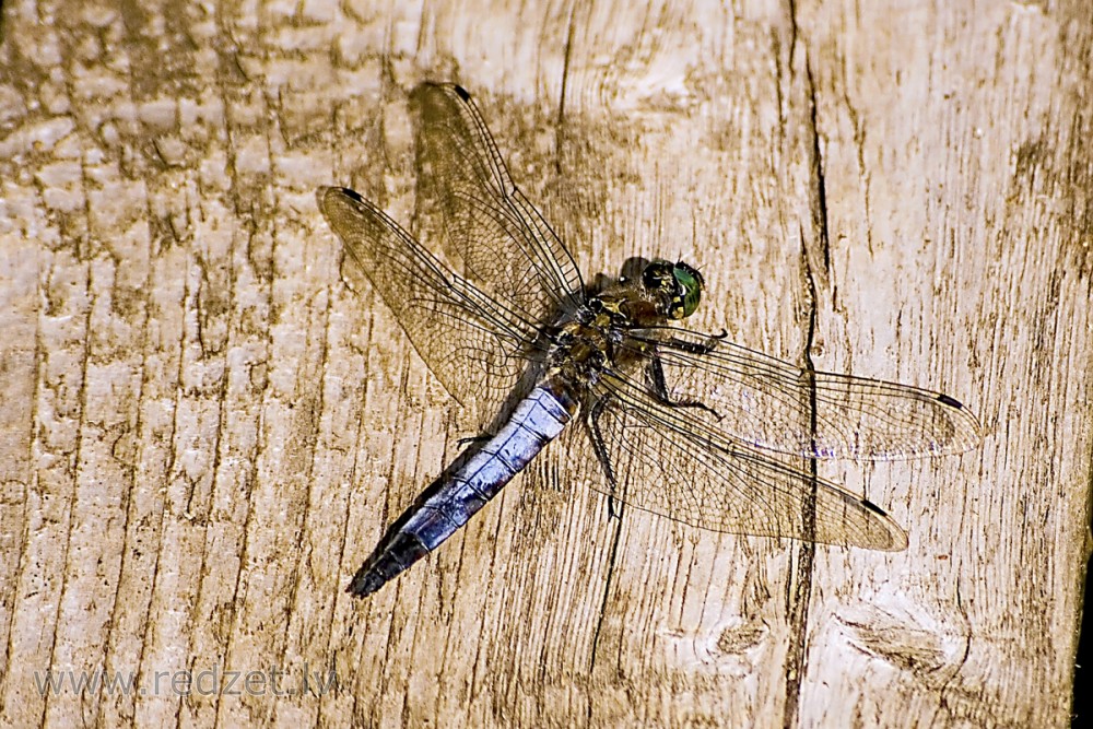 Lielās ezerspāres tēviņš