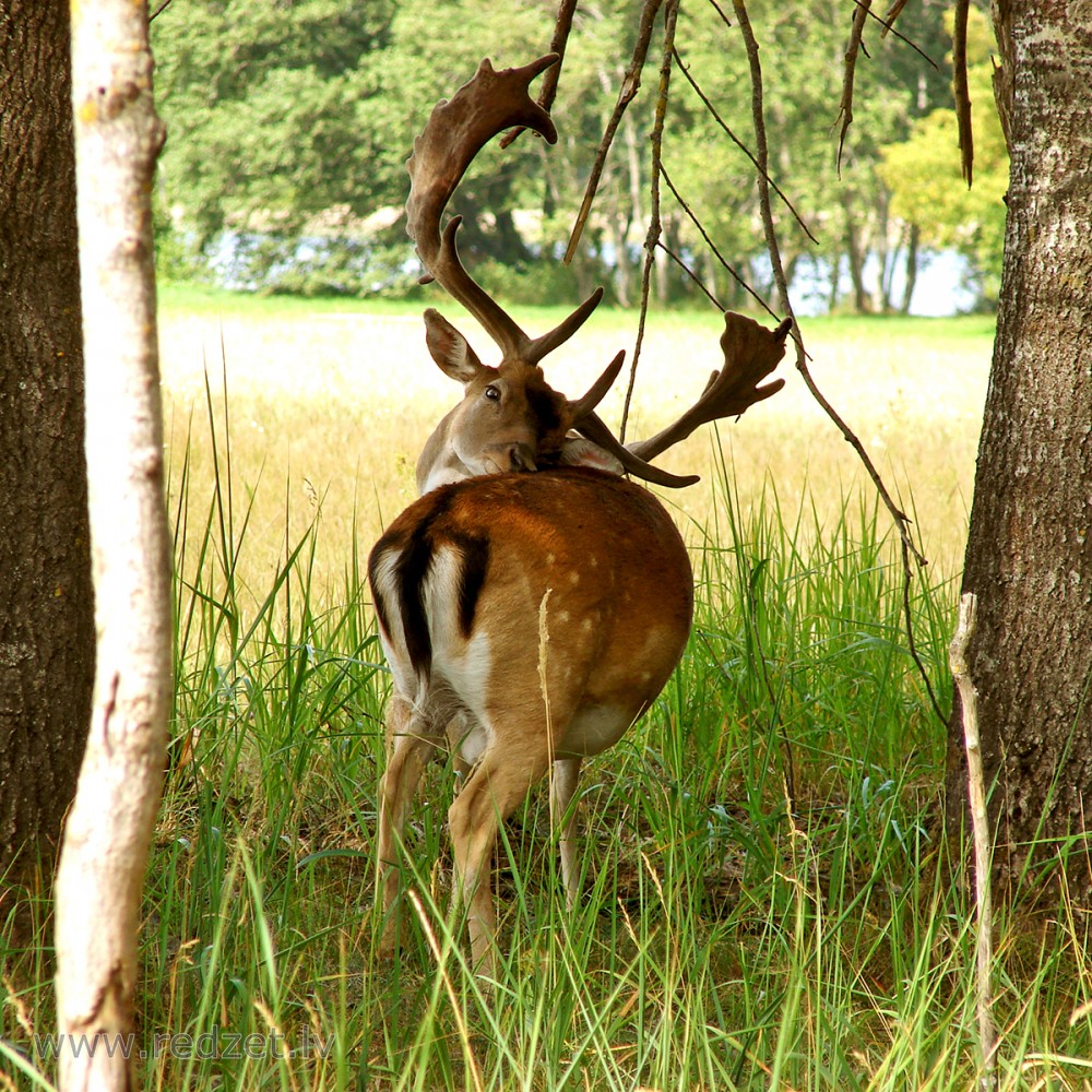 Fallow Deer Male