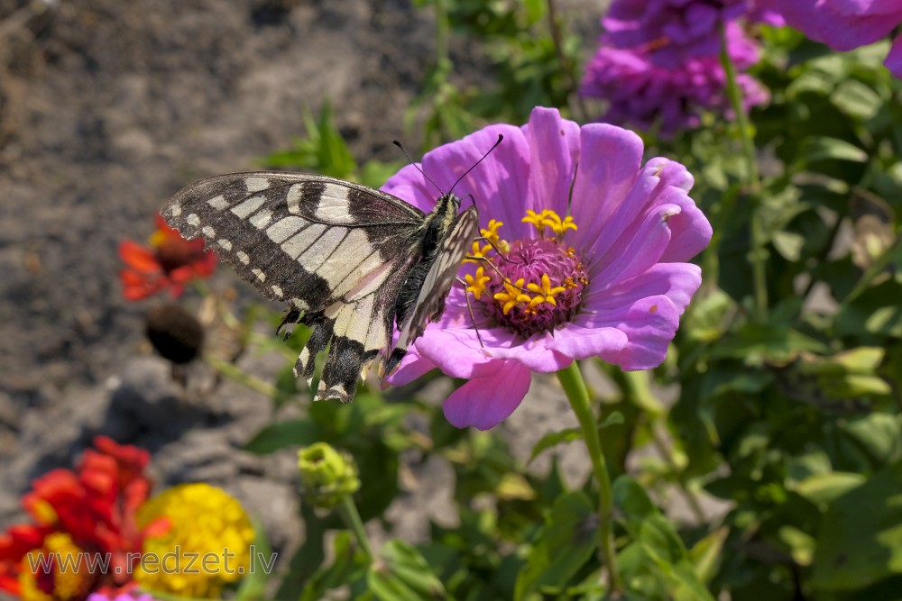 Damaged Old World swallowtail on Common zinnia