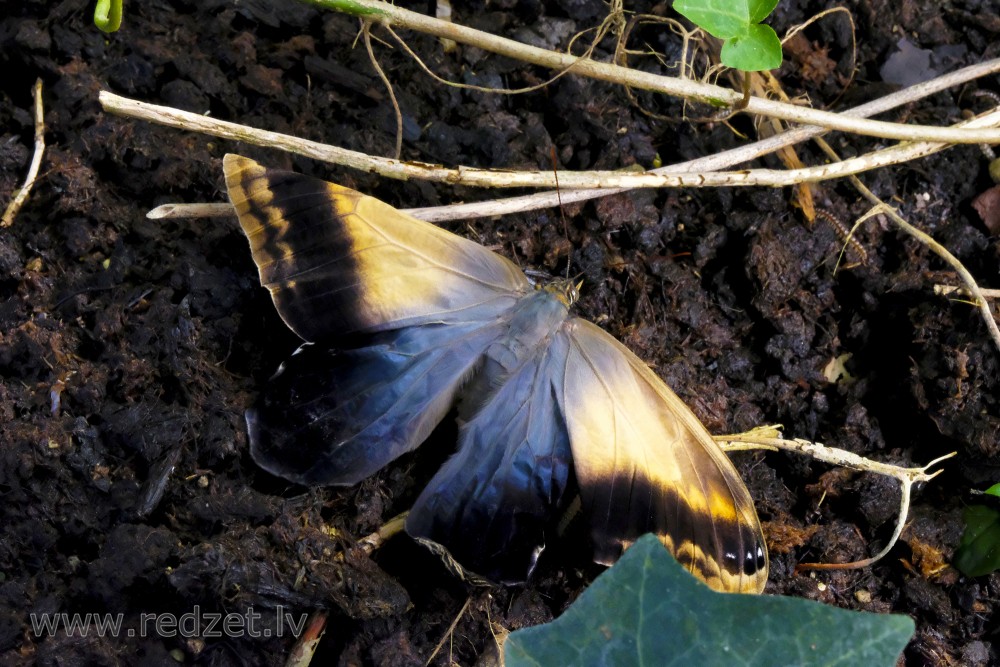 Parastais pūčtauriņš LU Botāniskā dārza Tropu tauriņu mājā
