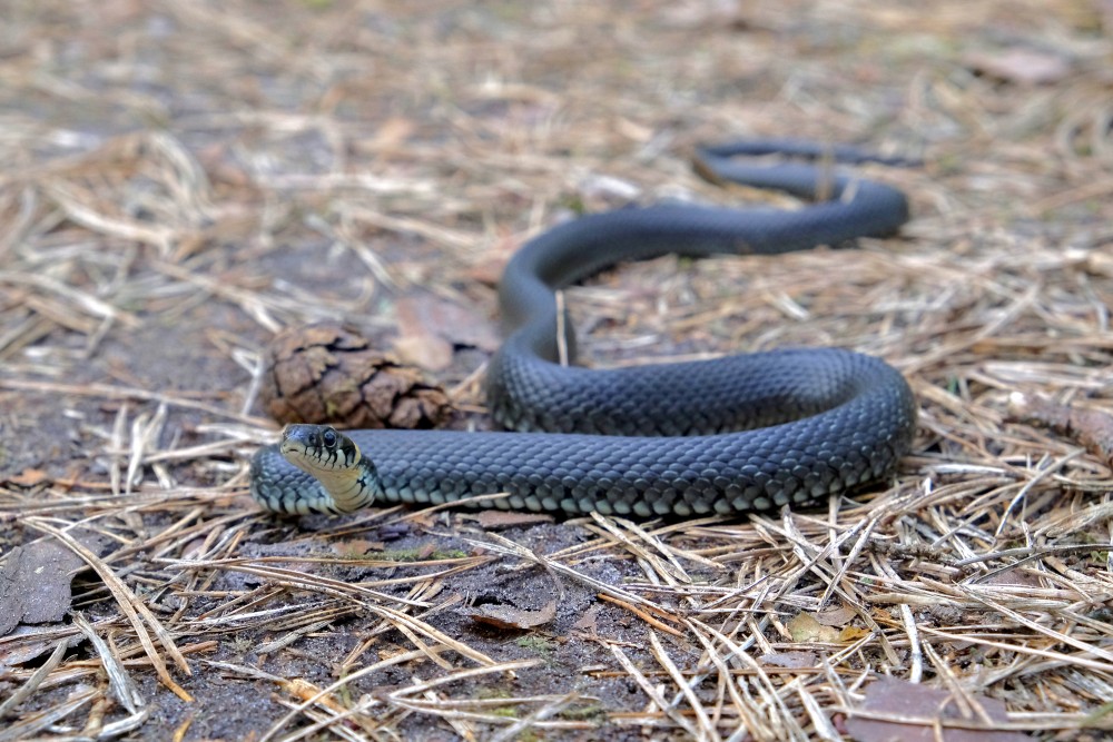 Grass snake