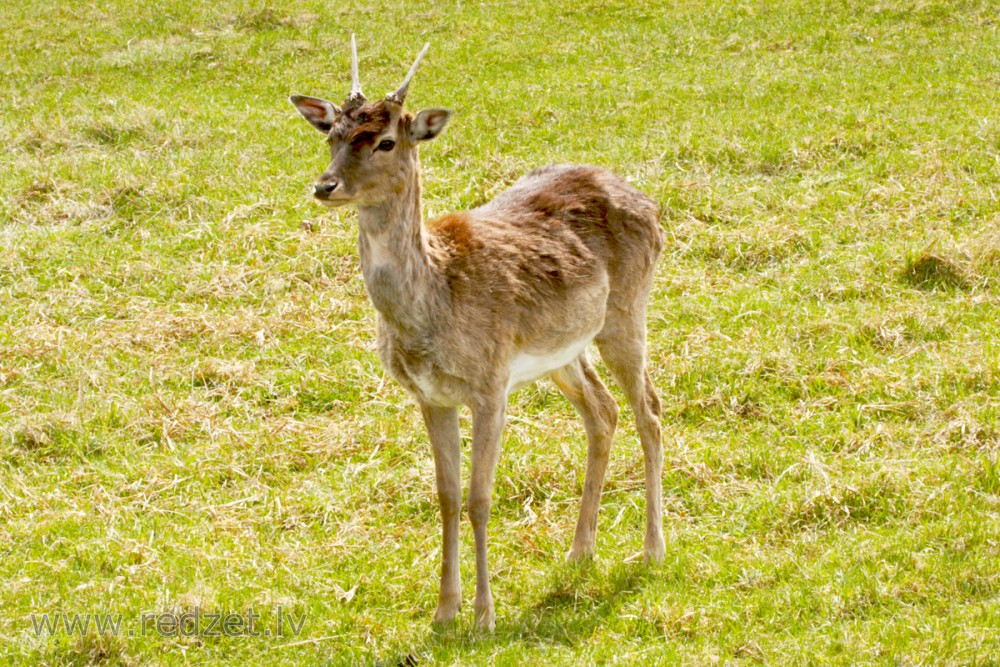 Fallow Deer
