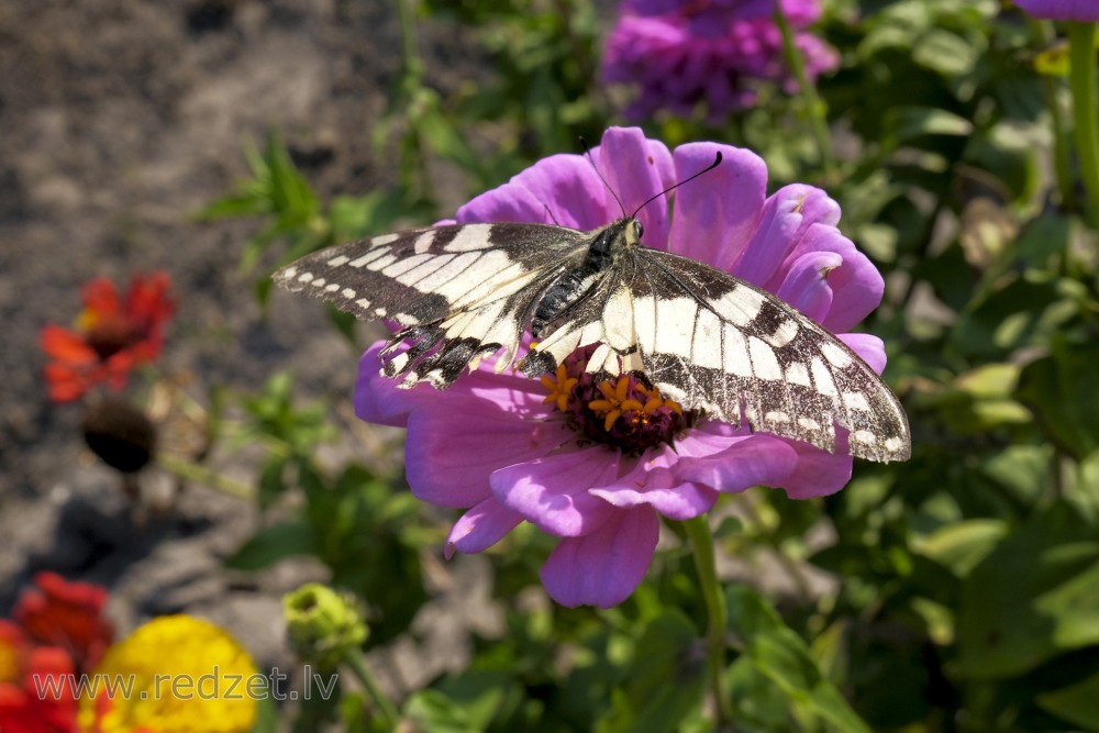 Damaged Old World swallowtail on Common zinnia