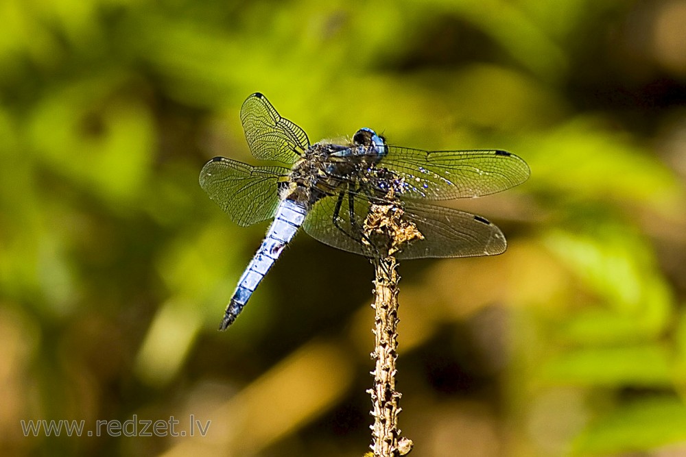 Mainīgās spāres tēviņš