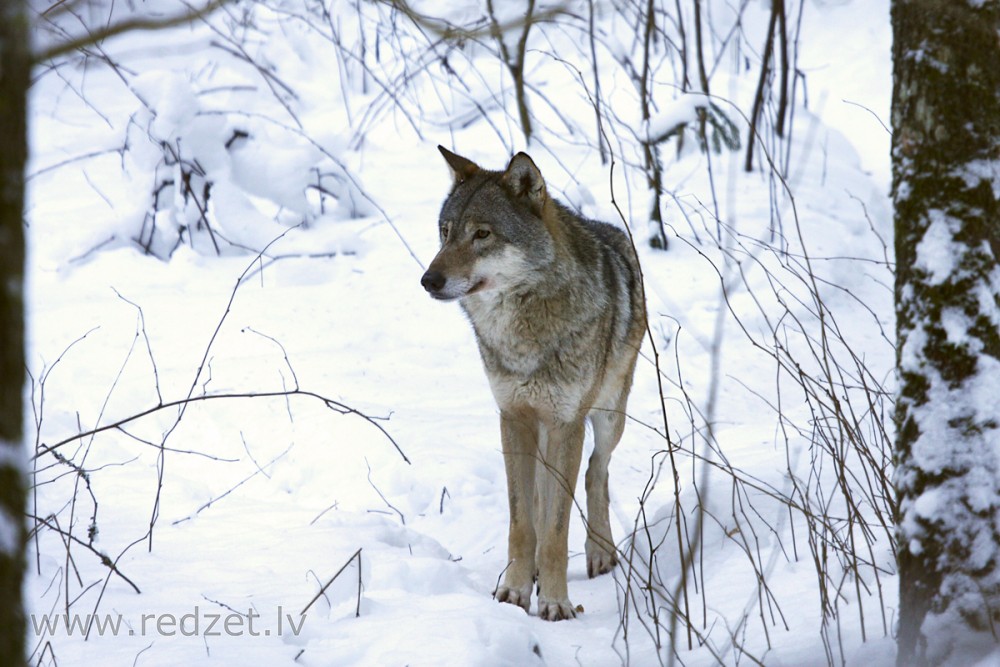 Suņa un vilka hibrīds Suņa un vilka hibrīds