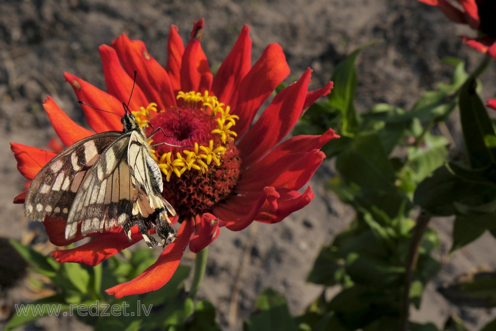 Damaged Old World swallowtail on Common zinnia