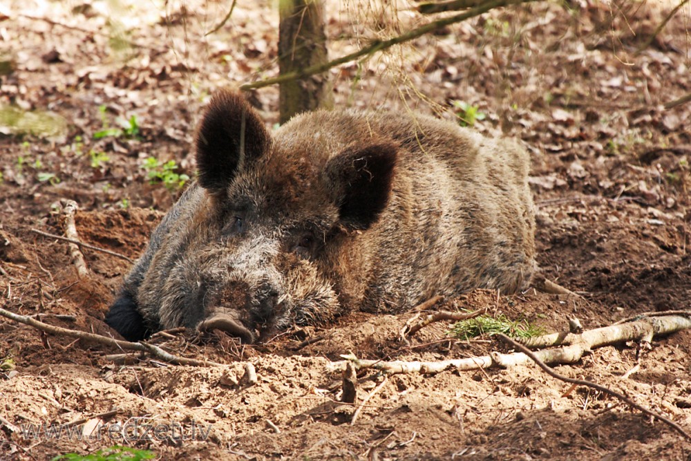 Mežakuilis
