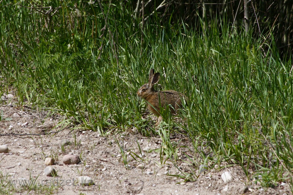 Hare