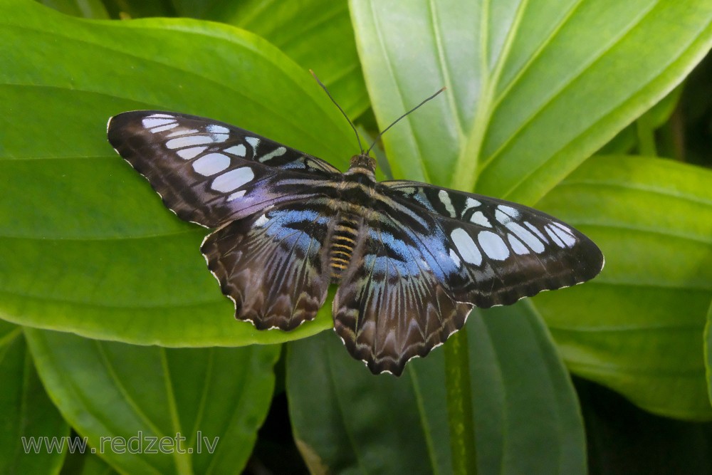 Clipper in UL Botanical Garden's Tropical Butterfly House