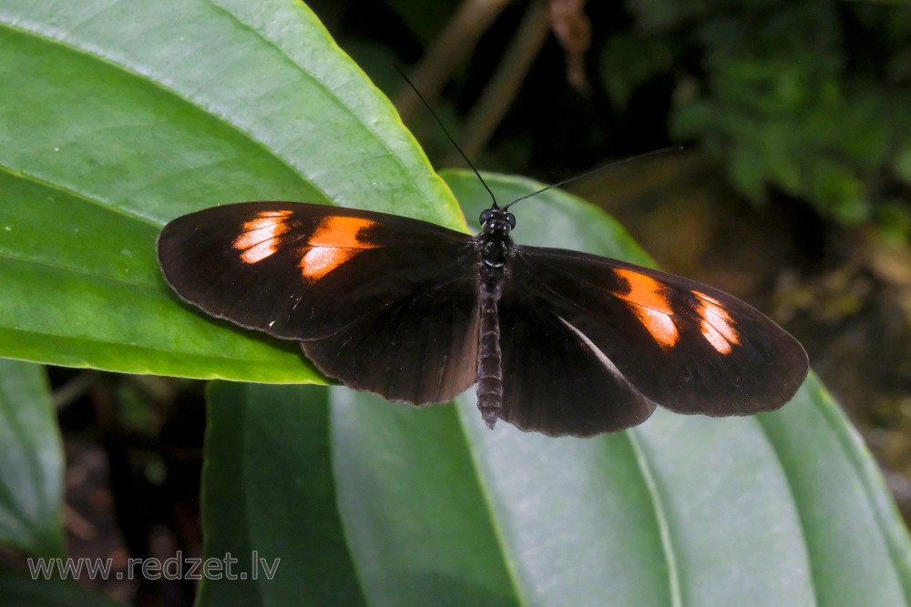 Postman Butterfly in UL Botanical Garden's Tropical Butterfly House