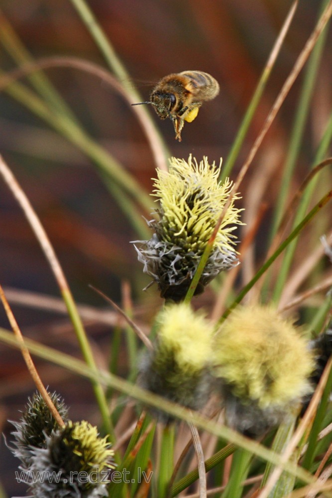 Eiropas medus bite jeb rietumu medus bite