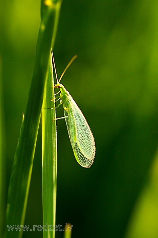 Chrysopa