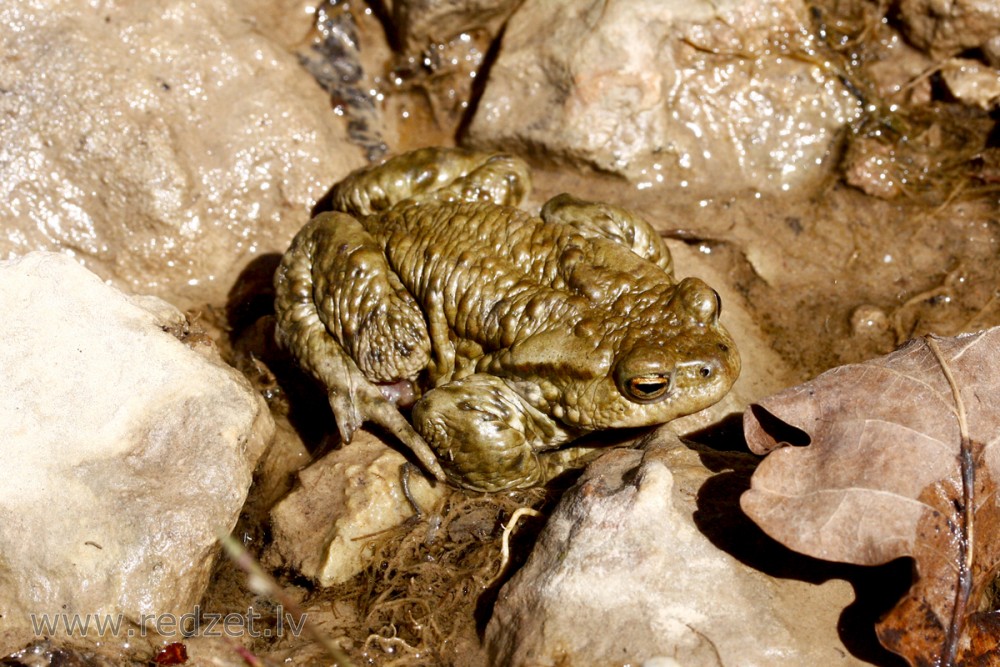 Krupis