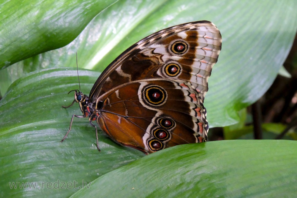 Peleides Blue Morpho or Emperor in UL Botanical Garden's Tropical Butterfly House