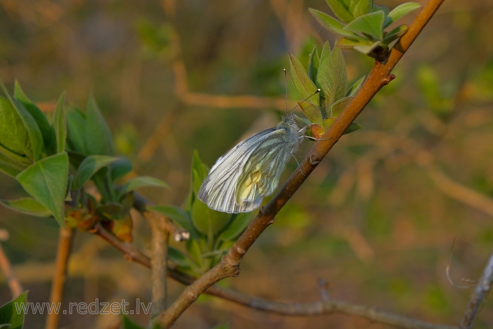 Green-veined white