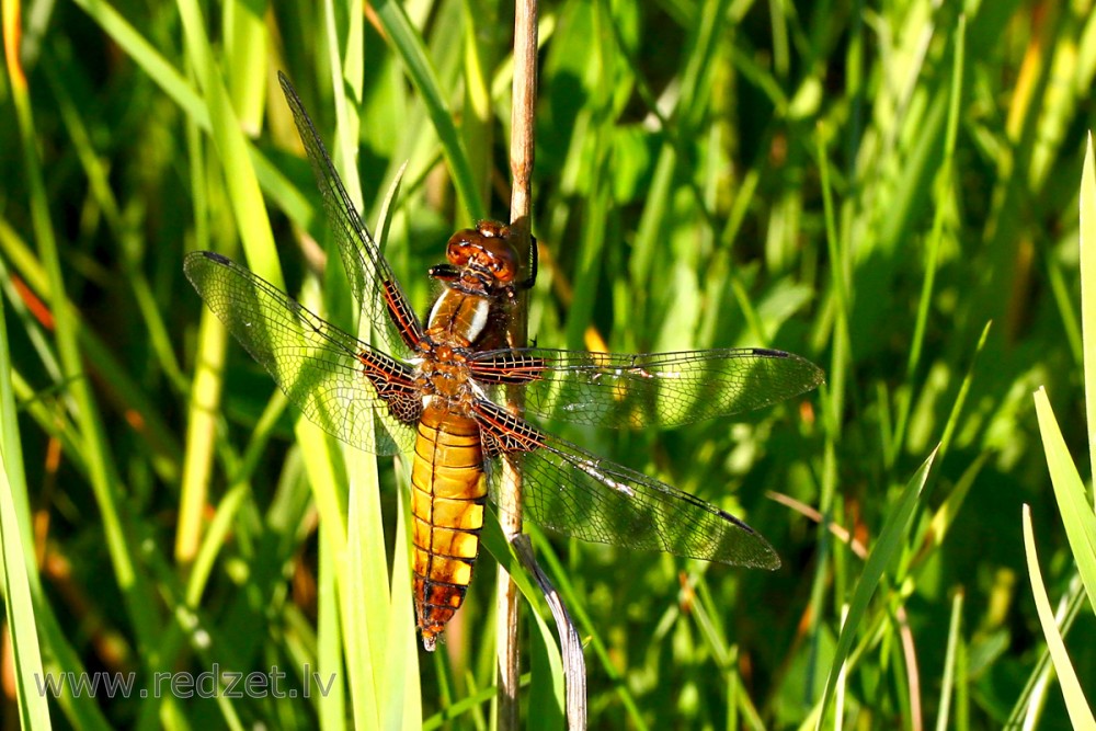 Broad-bodied chaser (female)