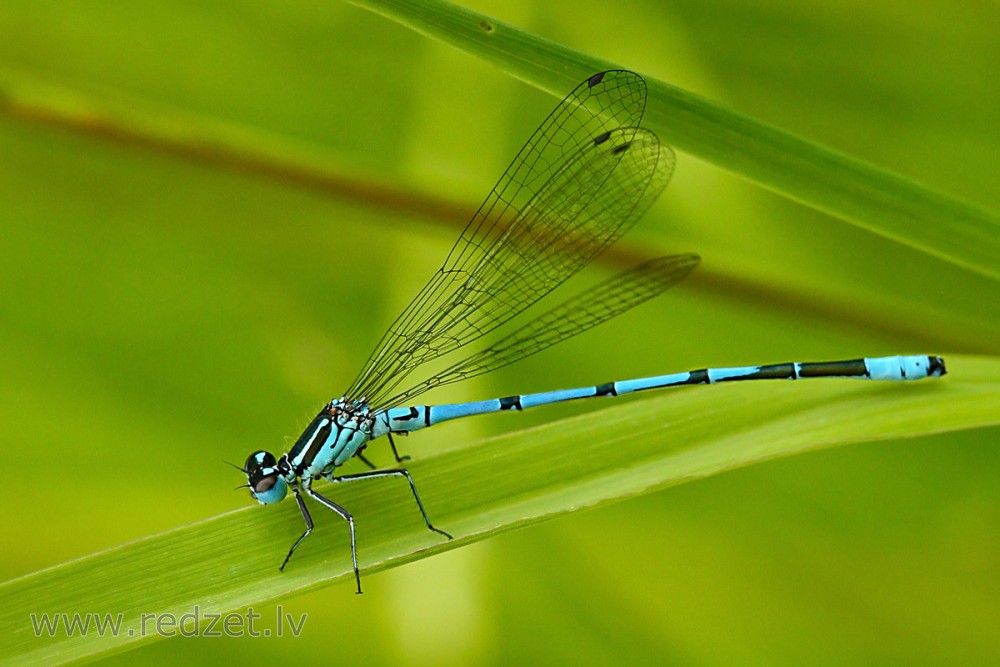 Azure damselfly Male
