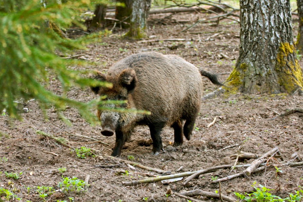 Mežakuilis