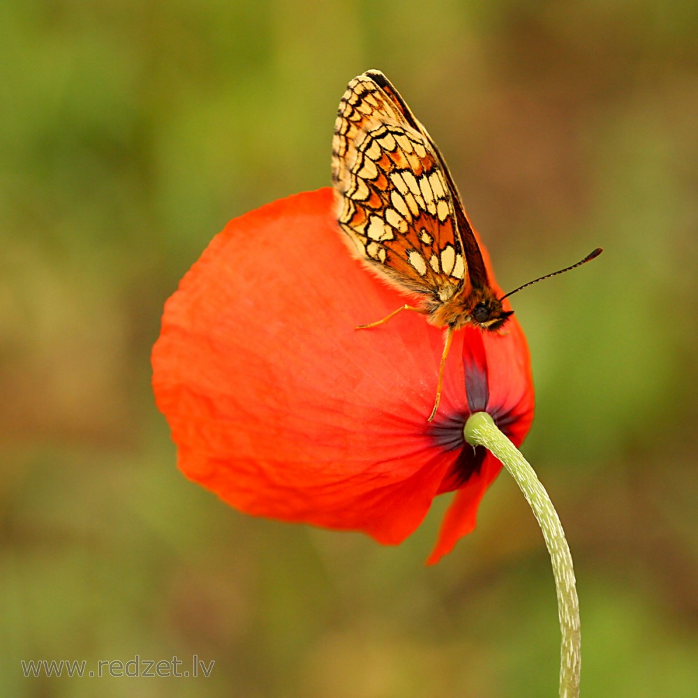 Veroniku pļavraibenis