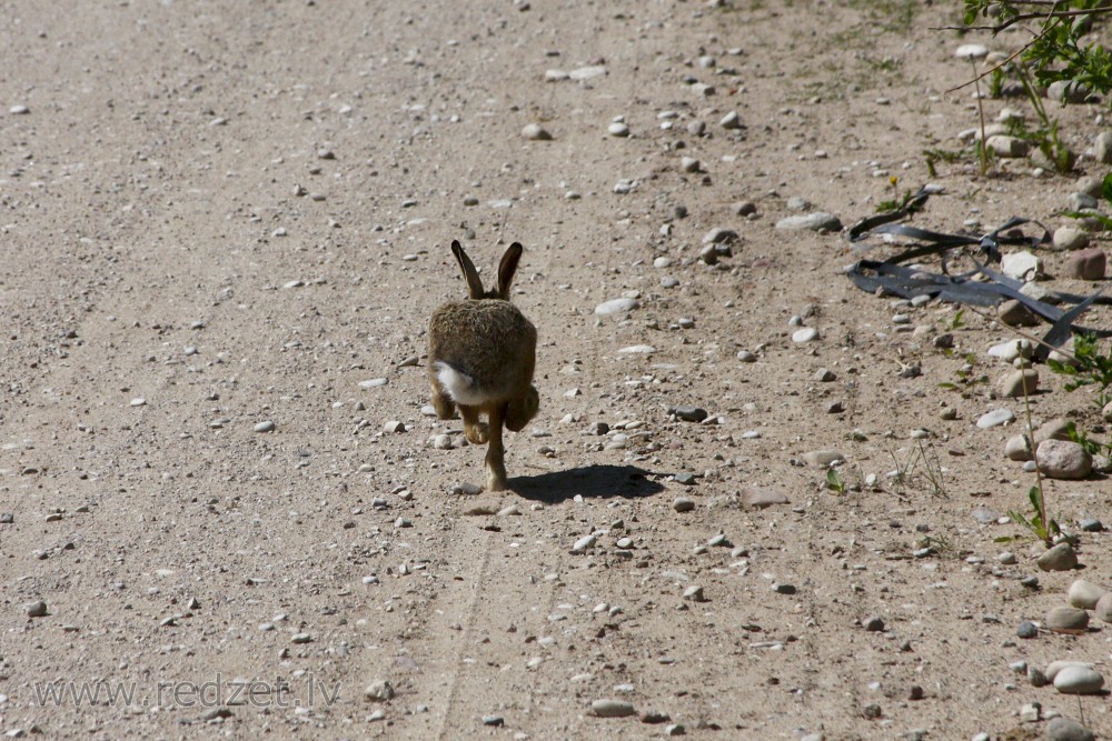 Fleeing hare